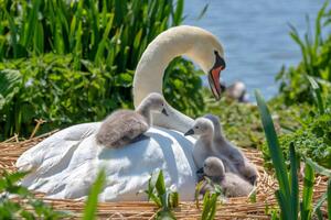 Fotografia artistica Close-up image of Mute swans, Jacky Parker Photography, (40 x 26.7 cm)
