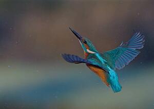 Fotografia artistica Kingfisher, mark hughes, (40 x 30 cm)