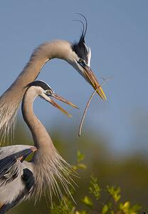 Fotografia artistica Great Blue Heron mating ritual, Canon_Bob, (26.7 x 40 cm)
