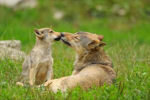 Fotografia artistica Wolf Canis lupus and Cub Summer, Raimund Linke, (40 x 26.7 cm)