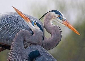 Fotografia artistica Blue Herons, Mirenchu A Fernandez, (40 x 30 cm)