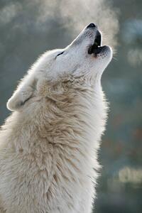 Fotografia artistica Arctic wolf howling, Raimund Linke, (26.7 x 40 cm)