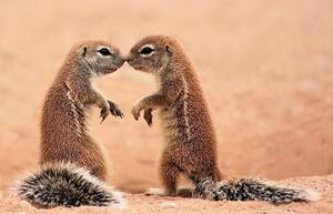 Fotografia Kissing ground Squirrels, AdelevSchalkwyk, (40 x 26.7 cm)