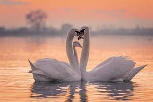 Fotografia Swans floating on lake during sunset, SimonSkafar, (40 x 26.7 cm)