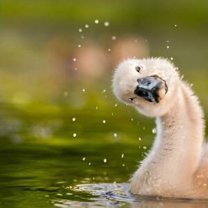 Fotografia artistica Peekaboo Close-up of duck swimming in lake, michael m sweeney / 500px, (40 x 40 cm)