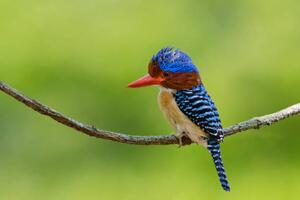 Fotografia artistica Banded Kingfisher perching on a branch, BirdHunter591, (40 x 26.7 cm)