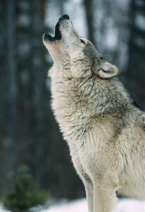 Fotografia The Gray wolf Canis lupus, Gerald Corsi, (26.7 x 40 cm)