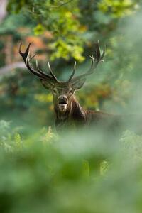 Fotografia Red deer, DamianKuzdak, (26.7 x 40 cm)