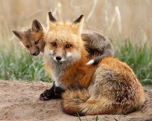 Fotografia artistica Red fox, Pat Gaines, (40 x 30 cm)