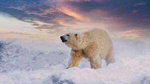 Fotografia artistica Polar Bear enjoy playing in, chuchart duangdaw, (40 x 22.5 cm)