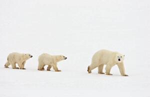 Fotografia artistica Polar bear walking with two cubs, John Conrad, (40 x 26.7 cm)