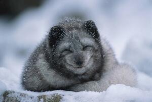 Fotografia artistica Polar fox cub winter, Herbert Kehrer, (40 x 26.7 cm)