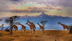 Fotografia artistica Herd of Reticulated giraffes in front, Manoj Shah, (40 x 22.5 cm)