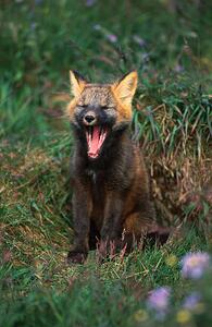 Fotografia artistica Arctic Fox Yawning, Danny Lehman, (26.7 x 40 cm)