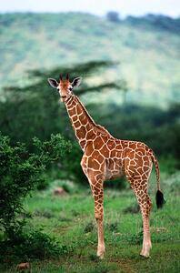 Fotografia artistica Reticulated Giraffe Serengeti Nat Park Tanzania, Art Wolfe, (26.7 x 40 cm)