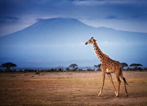 Fotografia Giraffe Walking in Front of Mount, Vicki Jauron, Babylon and Beyond Photography, (40 x 30 cm)
