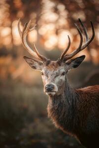 Fotografia artistica Red Deer Stag Portrait, serts, (26.7 x 40 cm)