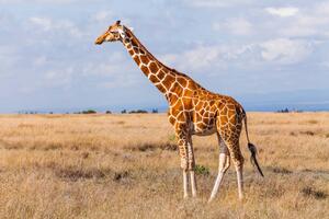 Fotografia artistica Giraffes in the savannah Kenya, Anton Petrus, (40 x 26.7 cm)
