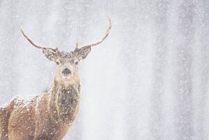 Fotografia artistica Red deer Cervus elaphus stag in winter Scotland, James Silverthorne, (40 x 26.7 cm)