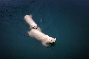 Fotografia Mom and cub Polar bears swimming at Spitsbergen, Posnov, (40 x 26.7 cm)