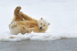 Fotografia artistica Polar bear cub, Patrick J. Endres, (40 x 26.7 cm)