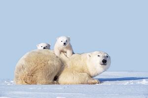 Fotografia artistica Mother Polar Bear With Cubs Canada, Art Wolfe, (40 x 26.7 cm)