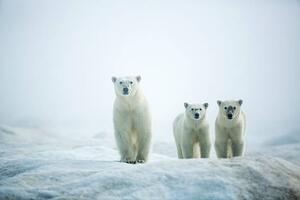 Fotografia artistica Polar Bears in Fog Hudson Bay Nunavut Canada, Paul Souders, (40 x 26.7 cm)