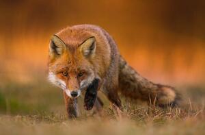 Fotografia artistica Portrait of red fox standing on grassy field, Wojciech Sobiesiak / 500px, (40 x 26.7 cm)