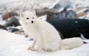 Fotografia artistica Arctic fox in winter coat Hudson Bay Canada, Jeff Foott, (40 x 24.6 cm)