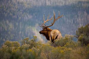 Fotografia artistica Huge Bull Elk in a Scenic Backdrop, BirdofPrey, (40 x 26.7 cm)