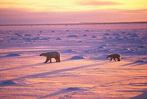 Fotografia artistica Polar Bears Crossing Snowfield, John Conrad, (40 x 26.7 cm)