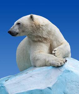 Fotografia artistica Polar bear on a rock against blue sky, JackF, (35 x 40 cm)