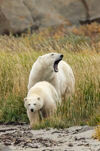 Fotografia artistica Polar Bear mother and cub sow and cub, Stan Tekiela Author / Naturalist / Wildlife Photographer, (26.7 x 40 cm)