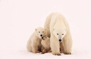 Fotografia artistica Polar Bear Sibling Affection, John Conrad, (40 x 26.7 cm)