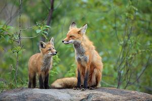 Fotografia Red Fox Kit, mlorenzphotography, (40 x 26.7 cm)
