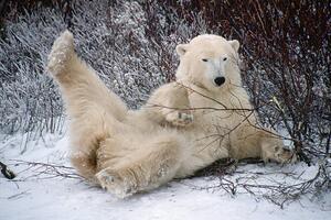 Fotografia artistica Polar Bear Lying in Snow, George D. Lepp, (40 x 26.7 cm)