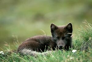 Fotografia artistica Arctic Fox Laying in the Grass, Natalie Fobes, (40 x 26.7 cm)