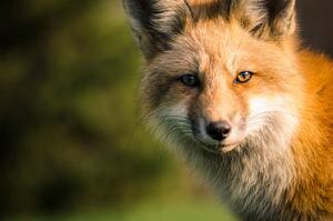 Fotografia A fox, Will Faucher, (40 x 26.7 cm)