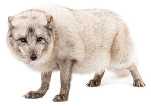 Fotografia artistica Arctic fox Vulpes lagopus standing looking, GlobalP, (40 x 26.7 cm)