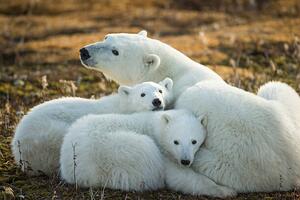 Fotografia artistica Polar Bear and Cubs by Hudson, Paul Souders, (40 x 26.7 cm)