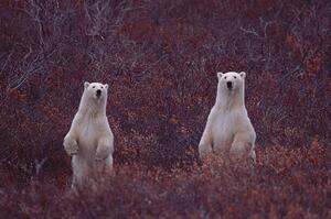 Fotografia Standing Polar Sow And Cub, Darrell Gulin, (40 x 26.7 cm)