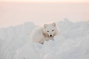 Fotografia Arctic white fox close-up Arctic fox, Oksana Stasenko, (40 x 26.7 cm)