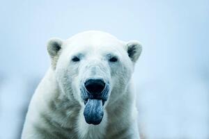 Fotografia artistica Polar Bear closeup portrait, Mark Newman, (40 x 26.7 cm)