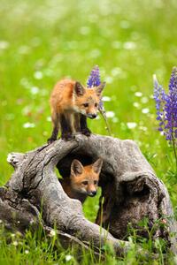 Fotografia artistica Cute red fox pups play in field of flowers, jimkruger, (26.7 x 40 cm)
