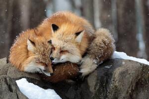 Fotografia artistica Close-up of red fox on snow, Sebastian Nicolas / 500px, (40 x 26.7 cm)