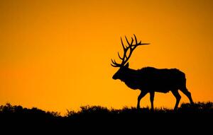 Fotografia artistica A large bull elk in silhouette, jared lloyd, (40 x 24.6 cm)