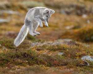 Fotografia Close-up of jumping arctic fox, Menno Schaefer / 500px, (40 x 30 cm)