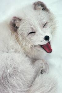 Fotografia artistica Arctic Fox Yawning in Snow, Richard Hamilton Smith, (26.7 x 40 cm)