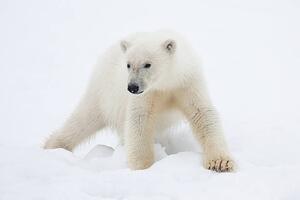 Fotografia artistica Polar Bear Cub on Snow, Galaxiid, (40 x 26.7 cm)