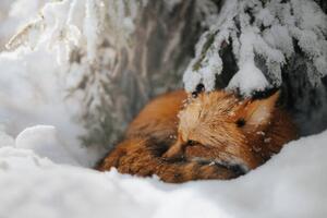 Fotografia artistica Close-up of squirrel on snow covered, Grzegorz Bukalski / 500px, (40 x 26.7 cm)